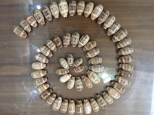 Toptan güzel okyanus kabukları sarı siyah cowrie kabuk toplu miktar cowrie seashell kaplan cowrie kabukları sanat zanaat için - Product Image 3