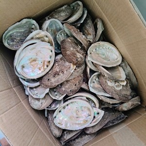 Вьетнамская натуральная поделка, Раковина Морского Ушка, сырье, вьетнамская дешевая цена, Раковина Морского Ушка, в наличии - Product Image 3