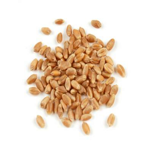 人間が消費するための有機乾燥小麦粒および販売のために輸入および輸出された動物飼料