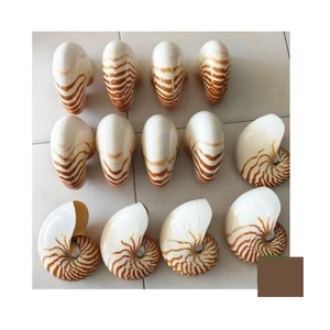 Glänzende polierte Nautilus Sea Shell aus Vietnam Natur schalen für Aquarium Decor Art Craft Projekte Bester Preis - Product Image 2