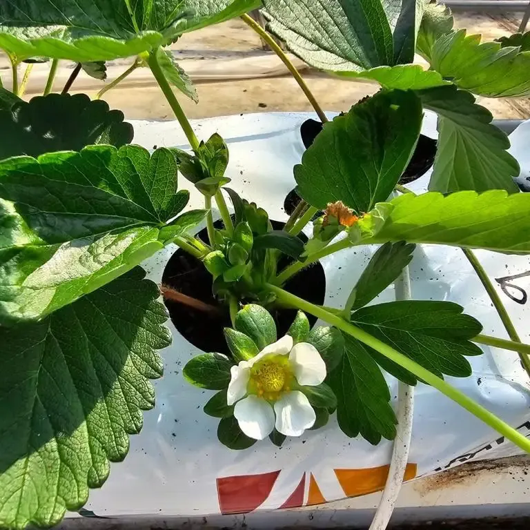 Coco torba crescere sacchetti per la coltivazione idroponica fragola per il sud coreano industria agricola