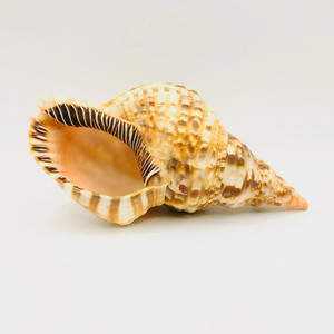 En ucuz fiyat deniz kabuğu triton kabukları kabuklu deniz hayvanı kabuğu deniz kabukları ihracat için hazır el sanatları hediyelik eşya ev dekor - Product Image 3