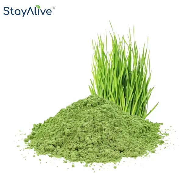 Vente chaude 100% poudre d'herbe d'orge pure poudre de feuilles d'orge verte biologique | Riche en antioxydant | Riche en vitamines immunitaires