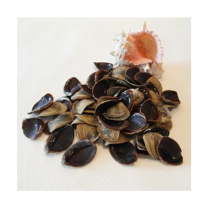 หอยทากเปลือกหอยแห้งจากฝรั่งเศส - Product Image 4