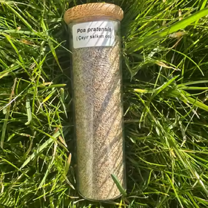 Poa pratensis cao cấp-bluegrass KENTUCKY, cỏ cỏ mịn. Phát triển nhanh, thiết lập nhanh và chịu lạnh (sr2100 dlf) - Product Image 1