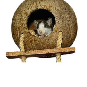 Nettes und vielseitiges handgemachtes Kokosnussschalen-Hamster-Streifen hörnchen warmes Vogelnest-Haustiers pielzeug für Sommerhaus/Mit Leiter zum Klettern/