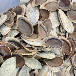 Wholesale Seashell Lid Cover Natural Murex Conch Operculum <strong>Shells</strong> for Export From Vietnam Factory - Product Image 3