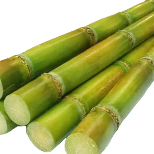 베트남에서 주스에 대 한 냉동 녹색 사탕 수수 저렴한 가격, 냉동 사탕 수수 최고 가격 연락처 + 84984418844