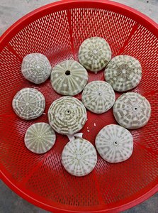 [2024] SEA URCHIN <strong>SHELL</strong> MANY COLOR AS BIG AS ONIONS for HANDICRAFTS BEST PRICE in the HIGH QUALITY <strong>MARKET</strong>. - Product Image 4