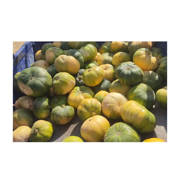 High Quality Bulk Supply Top Selling Food Grade Fresh Vegetables Pumpkin from Egypt Origin Wholesaler