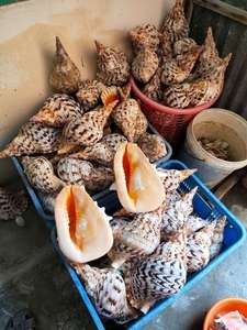 Wholesales Trumpet Triton <strong>Shells</strong> - Large Handicraft Seashell - Unique <strong>Shells</strong> From Vietnam - Cleaned <strong>Shell</strong> for Craft 99GD - Product Image 4