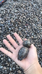 En çok satan deniz kabukları renkli deniz kabuğu ile karışık çeşitli boyutlarda Premium kalite deniz kabukları ihracat için ucuz fiyata - Product Image 4