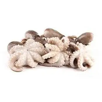 wholesale high quality frozen octopus / Wholesale Seafood Products Big Size Frozen Octopus