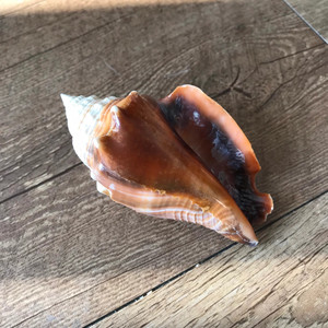 Dekor büyük boy temiz kuru kabuklu kabukları satış deniz kabuğu deniz kabuğu vietnam'dan ihracat için hazır - Product Image 3