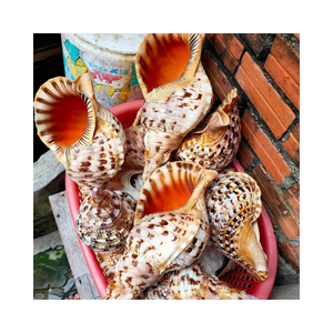 Natürliche Schnecken schale, süße Schnecke aus Ocean-Einzigartiges hand gefertigtes dekoratives Bastel material, Accessoires, Wohnkultur - Product Image 6