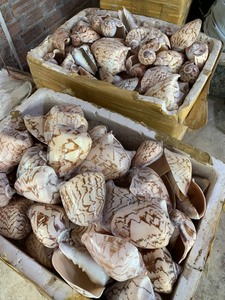 Ücretsiz gemi karışık sipariş 1 pack paket plaj deniz kabukları Mix deniz kabukları kabuk zanaat deniz kabuğu akvaryum - Product Image 3