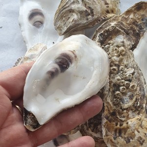 เปลือกหอยหอยนางรมขนาดใหญ่ชายหาดหอยนางรมทะเลธรรมชาติเปล่าพร้อมเปลือกหอยเป็นจำนวนมากสำหรับการส่งออก - Product Image 3