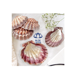 ホタテ貝装飾用 - Product Image 1