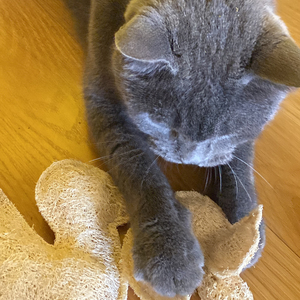 100% ナチュラルロファペットおもちゃ、骨、キティ、魚、アヒル、形、歯のペット猫のチューおもちゃに最適、ベトナム製の歯科用ケア - Product Image 6