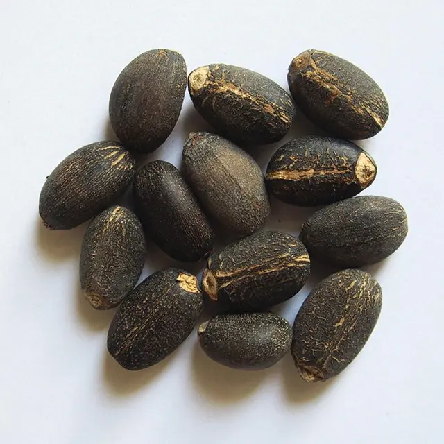Preço de fábrica a granel venda comum cultivação tipo jatropha semente