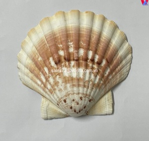 Tarak kabukları renkli kabukları DIY el sanatları düğün dekor için plaj tema parti, balık tankı dekorasyon benzersiz deniz kabuğu - Product Image 6