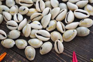 Doğal Cowries deniz kabuğu-ihracat için en iyi fiyata doğal Cowry kabuk iken - Product Image 6