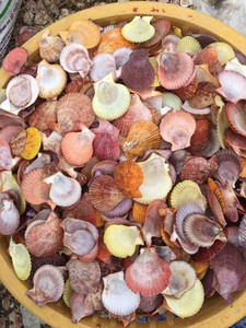 ベトナムの混合海の貝殻自然な空のきれいなビーチシェル家の装飾と工芸品作りのための生の貝殻 - Product Image 4