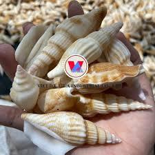 Conch <strong>Shells</strong> for Home Decoration and Handicraft - Natural Seashell From Vietnam // Ms. Beatrix - Product Image 5