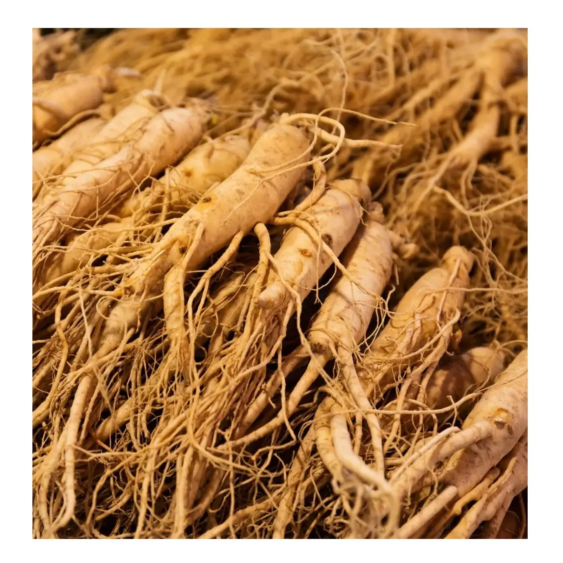 Top Quality Organic Ginseng Root Dry Ginseng Chinese Traditional Herb Best Price