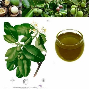 BEST PRICE 100% NATURAL RAW TAMANU <strong>OIL</strong> EXTRACTED THROUGH COLD PRESSING PROCESS ORIGINATING in VIETNAM - Product Image 1