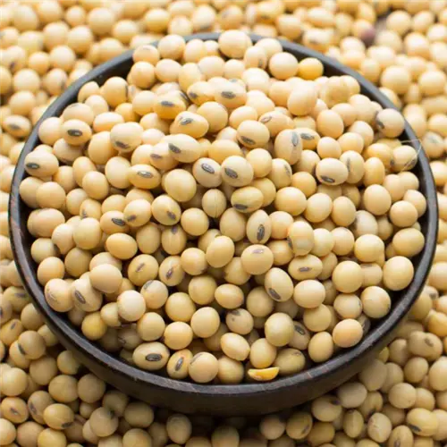 Bulk GMO and Non GMO Soyabean / Soybean for WholeSale