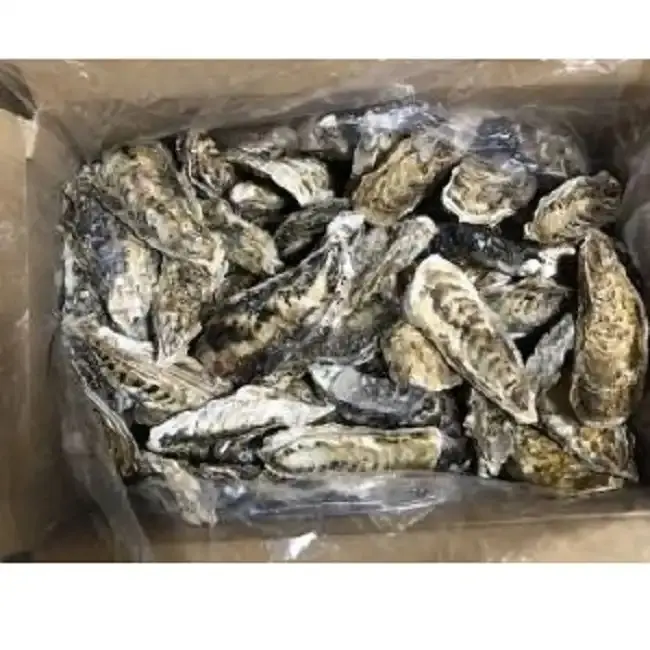 Gefrorene Meeres früchte 10kg Austern mit Muscheln (Miyagi, Iwate) für den Roh verbrauch