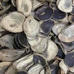 คุณภาพระดับพรีเมียมขายส่ง murex operculum เปลือกหอยธรรมชาติแห้งหอยสังข์ opercule ฝาครอบฝาครอบเปลือกหอย - Product Image 5