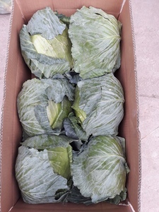 Số lượng lớn người mua hạnh phúc và bán lẻ sẵn sàng tươi Cải bắp từ Việt Nam nam cho nhà nhập khẩu và cho bán buôn (+ 84983028718) - Product Image 5