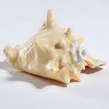 Conch <strong>Shells</strong> for Home Decoration and Handicraft - Natural Seashell From Vietnam // Ms. Beatrix - Product Image 6