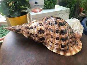 Vietnam kökenli büyük boy doğal el sanatları trompet deniz kabukları Triton deniz kabuğu kabuklu kabukları - Product Image 6