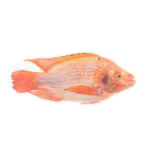 全圆红色罗非鱼现货快速交货最优惠价格低价批发今天出售 - Product Image 1