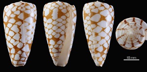 Littorina Obtusata guscio di lumaca-Super baby guscio di granchio eremita-gusci di lumaca decorativi di molte dimensioni - Product Image 4