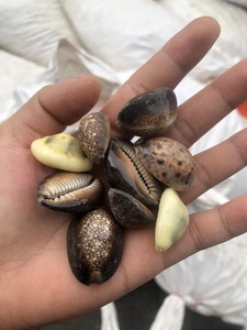 Takı tasarımcıları için delikler ile çeşitli boyutlarda doğal cowry kabukları - Product Image 6