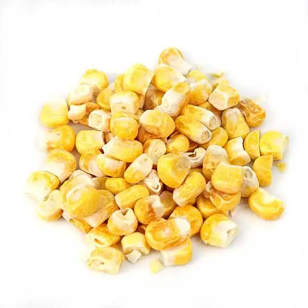 Hoge Kwaliteit Gedroogde Zoete Gele En Witte Maïs Verkrijgbaar Op Grote Hoeveelheden Met De Beste Prijs Tegen Een Zeer Betaalbare Prijs Verse Maïs