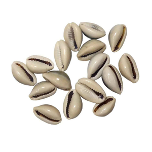 Takı tasarımcıları için delikler ile çeşitli boyutlarda doğal cowry kabukları - Product Image 1