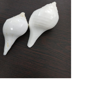 Doğal kabuklu kabukları boyutu 3 inç uygun dini ve kutsal hava etkinlikleri ve ideal satış için doğal deniz kabuğu tedarik - Product Image 5