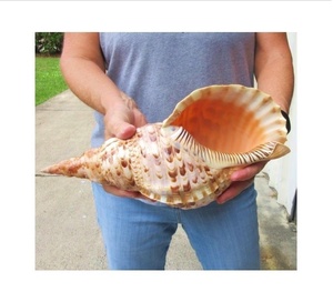 Vietnam'dan ihracat için deniz kabuğu/trompet Triton kabuk/Triton kabuklu deniz hayvanı kabuğu dekorasyon - Product Image 1