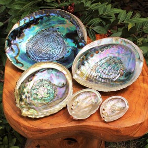 Raw Clean Dry <strong>Paua</strong> Abalone Shells Blue Green Abalone Shell for Sage Smudging Kits Cheapest Price - Product Image 6