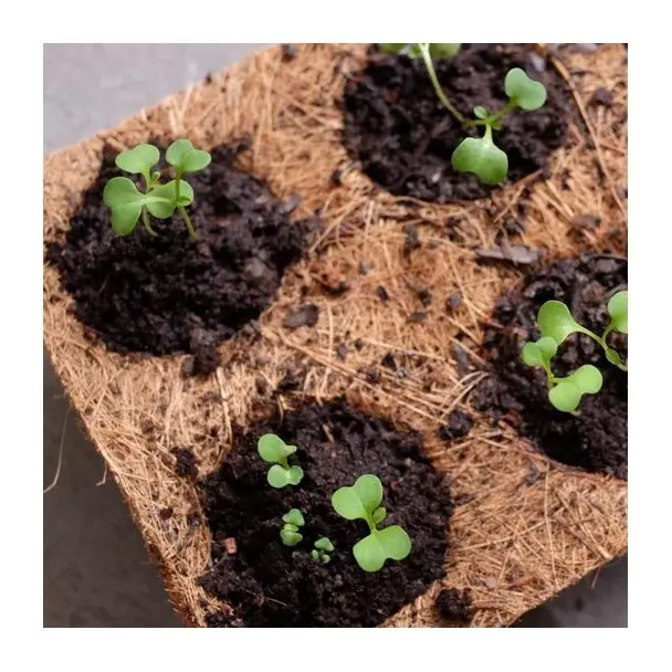 Hindistan cevizi kabuğu fiber tohum sprouter coir tepsi microgreen tohumları kreş tepsiler ile delik 6 8 10 12 14 16 hücreleri