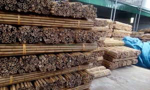 高品质黄色竹竿竹桩批发便宜定制尺寸东京竹竿2024