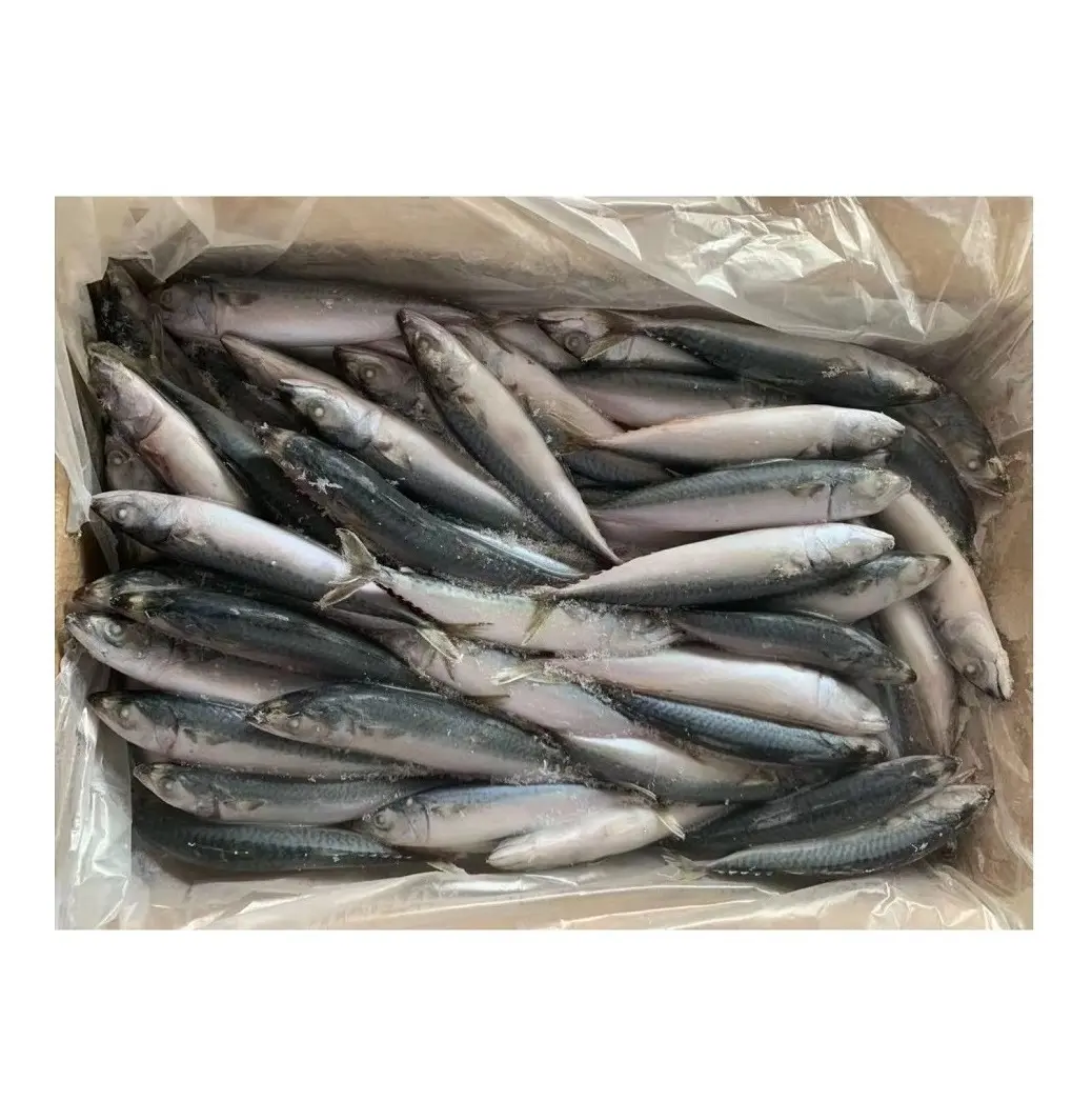 Fornitore di prezzo all'ingrosso di sugarello atlantico congelato pesce WR alla rinfusa con spedizione veloce