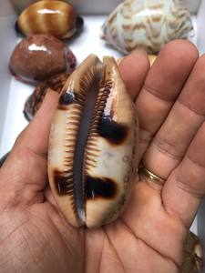 Toptan güzel okyanus kabukları sarı siyah cowrie kabuk toplu miktar cowrie seashell kaplan cowrie kabukları sanat zanaat için - Product Image 5