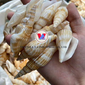 PREMIUM QUALITY SEA <strong>SHELLS</strong> for DECORATION and CRAFTS / HANDPICKED in VIETNAM - Product Image 2