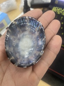 Premium deniz kabukları: rakipsiz fiyatlarla Limpet kabuğu, Murex Operculum ve salyangoz kabukları - Product Image 6